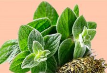 لاغری شکم و‌ پهلو با پونه کوهی