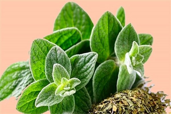 لاغری شکم و پهلو با پونه کوهی