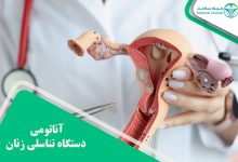 آناتومی دستگاه تناسلی زنان