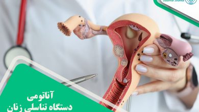 آناتومی دستگاه تناسلی زنان