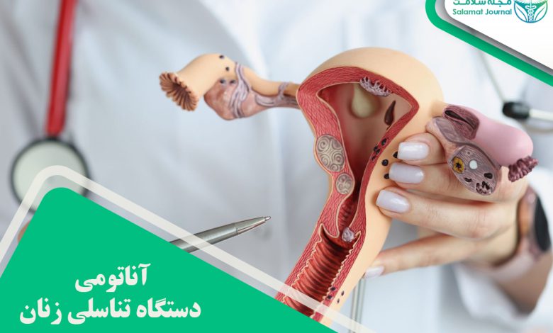 آناتومی دستگاه تناسلی زنان